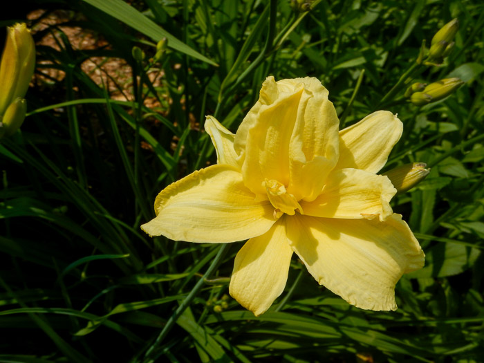 Hémérocaille