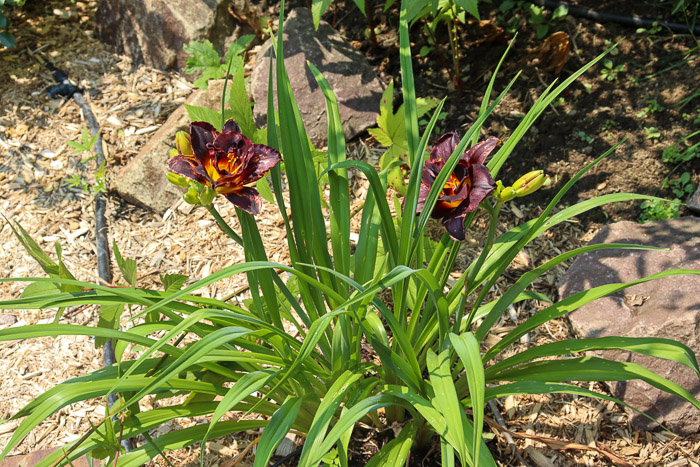 Hémérocaille