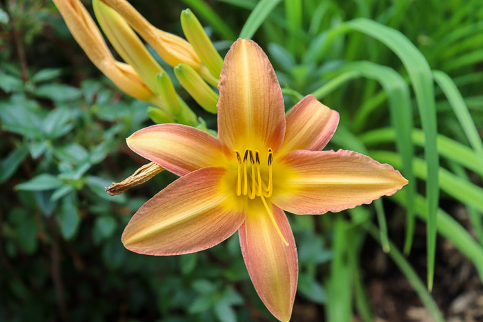 Hémérocaille
