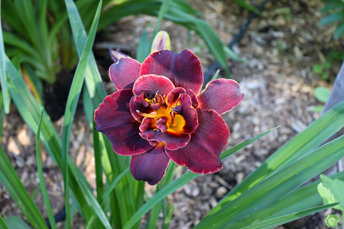Hémérocaille