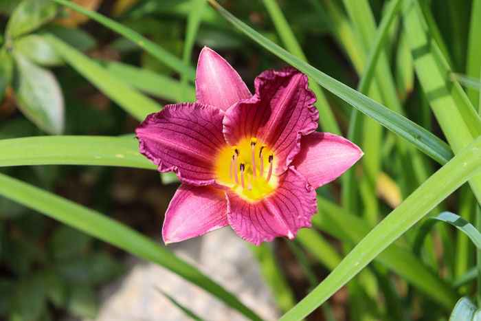 Hémérocaille