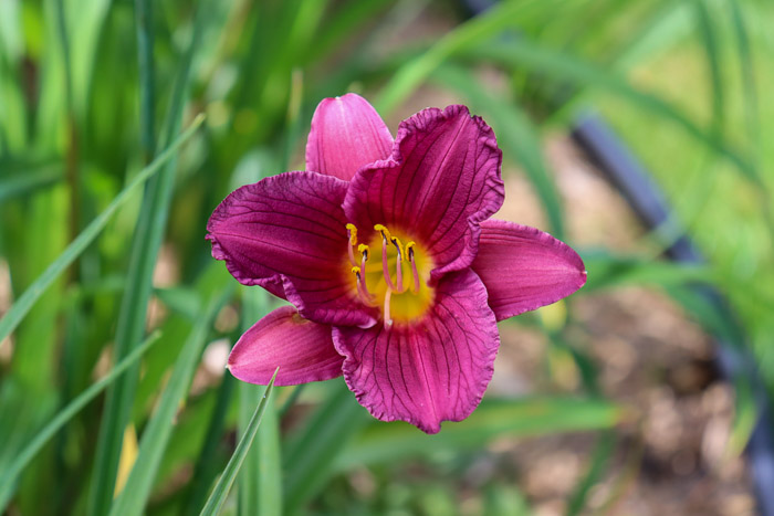 Hémérocaille