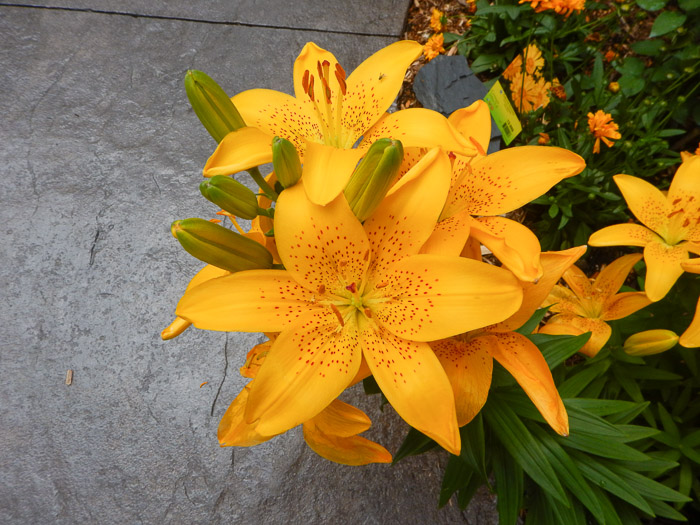 Lys