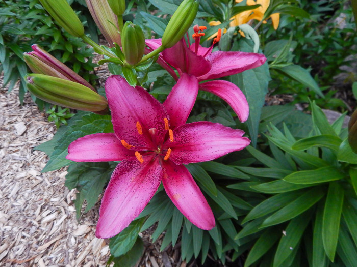 Lys