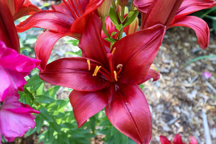 Lys
