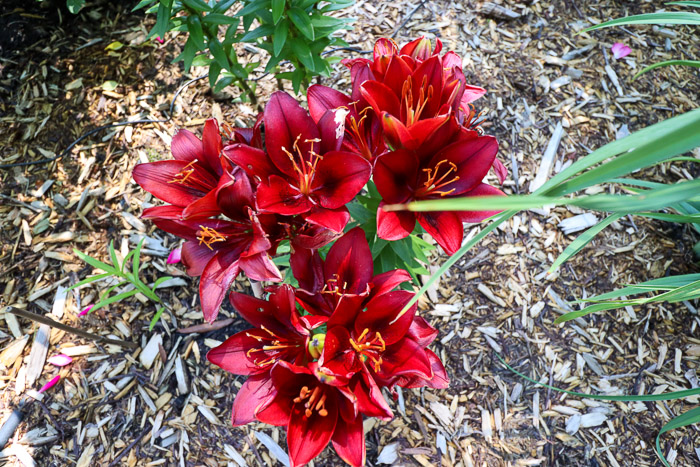Lys