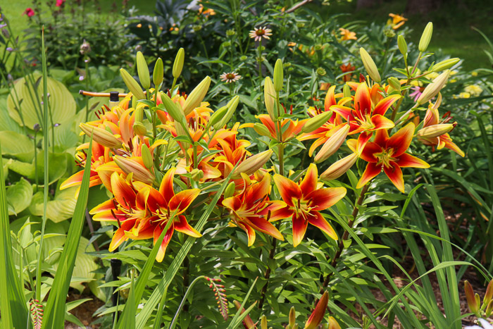 Lys