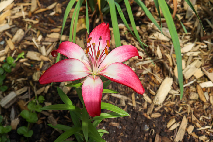 lys 