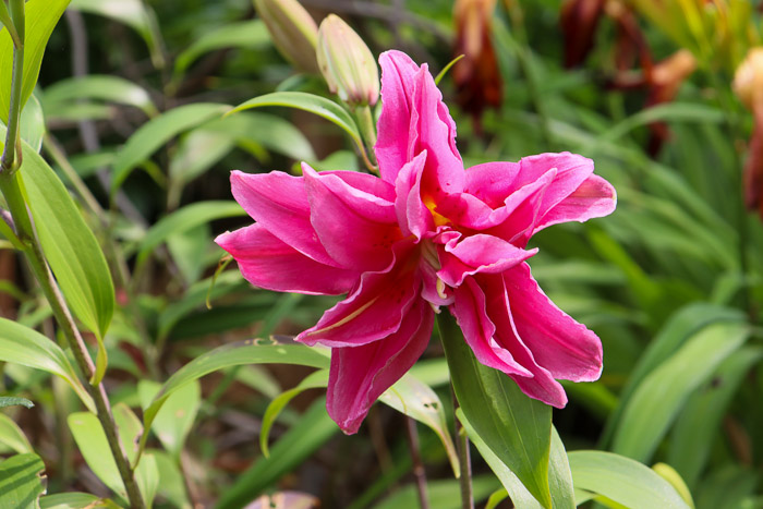 Lys